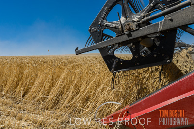 November 2013 / GRAIN_HARVEST_698