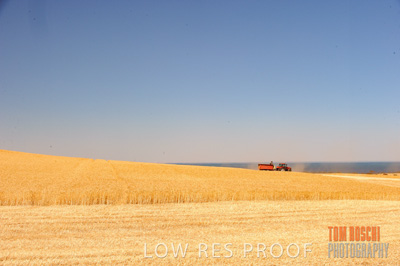November 2013 / GRAIN_HARVEST_699