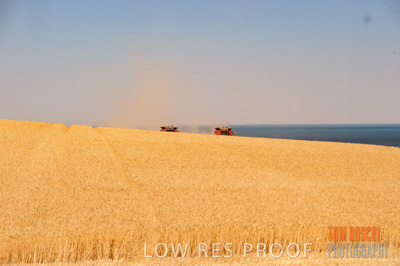 November 2013 / GRAIN_HARVEST_700