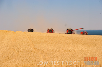 November 2013 / GRAIN_HARVEST_702