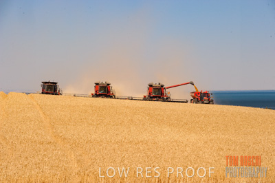 November 2013 / GRAIN_HARVEST_703
