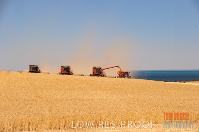 November 2013 / GRAIN_HARVEST_704