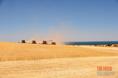 November 2013 / GRAIN_HARVEST_705