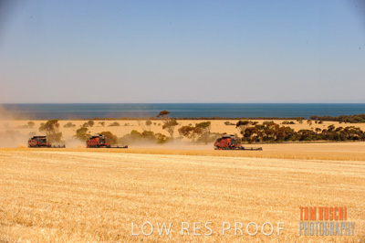 November 2013 / GRAIN_HARVEST_708