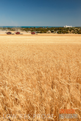 November 2013 / GRAIN_HARVEST_709