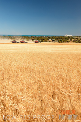 November 2013 / GRAIN_HARVEST_710