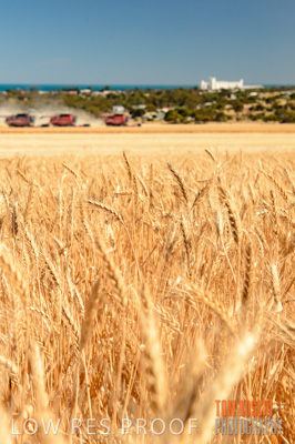 November 2013 / GRAIN_HARVEST_711