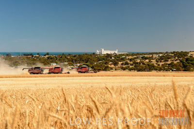 November 2013 / GRAIN_HARVEST_712