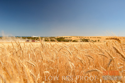 November 2013 / GRAIN_HARVEST_714