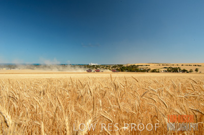 November 2013 / GRAIN_HARVEST_716