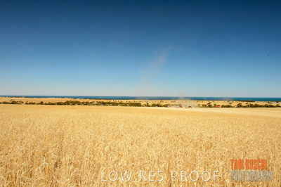 November 2013 / GRAIN_HARVEST_717