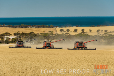 November 2013 / GRAIN_HARVEST_720