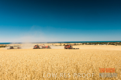 November 2013 / GRAIN_HARVEST_725