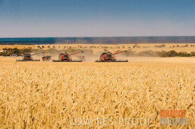 November 2013 / GRAIN_HARVEST_726