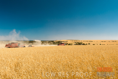 November 2013 / GRAIN_HARVEST_727