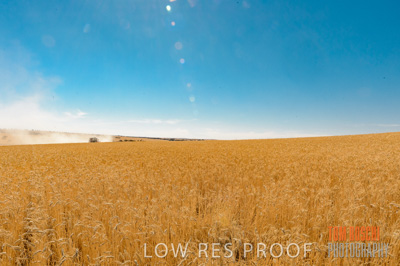 November 2013 / GRAIN_HARVEST_730