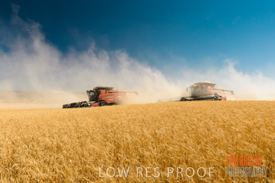 November 2013 / GRAIN_HARVEST_731