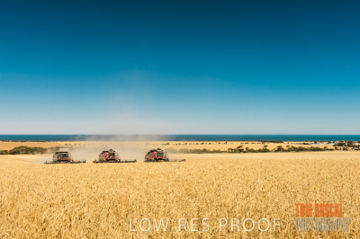 November 2013 / GRAIN_HARVEST_734