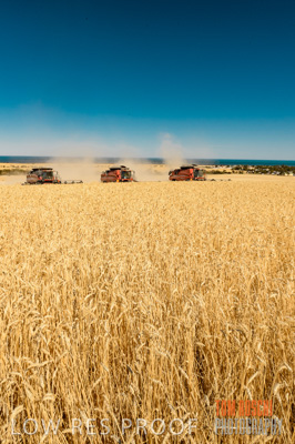November 2013 / GRAIN_HARVEST_735