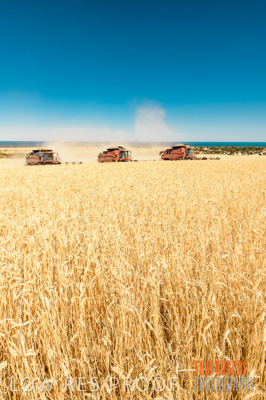 November 2013 / GRAIN_HARVEST_736