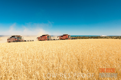 November 2013 / GRAIN_HARVEST_738