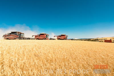 November 2013 / GRAIN_HARVEST_739