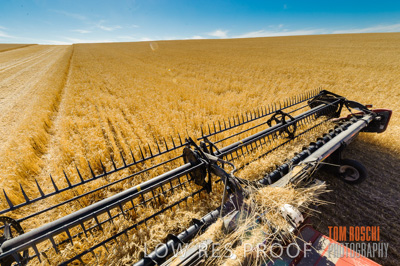 November 2013 / GRAIN_HARVEST_743