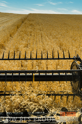 November 2013 / GRAIN_HARVEST_744