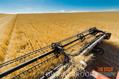 November 2013 / GRAIN_HARVEST_745