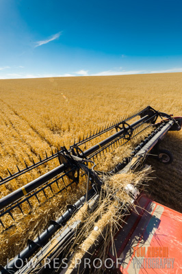 November 2013 / GRAIN_HARVEST_746