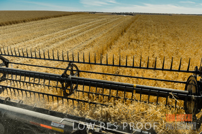November 2013 / GRAIN_HARVEST_747