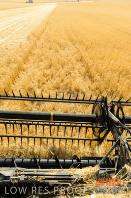 November 2013 / GRAIN_HARVEST_748