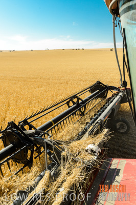 November 2013 / GRAIN_HARVEST_749