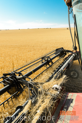 November 2013 / GRAIN_HARVEST_750