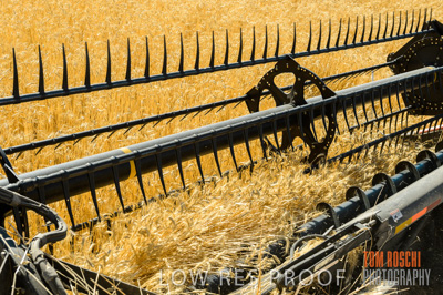 November 2013 / GRAIN_HARVEST_753