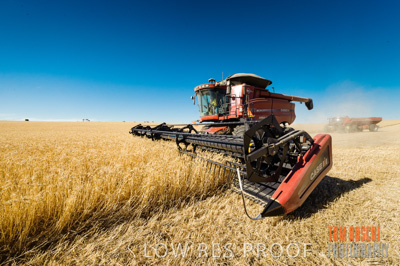 November 2013 / GRAIN_HARVEST_754