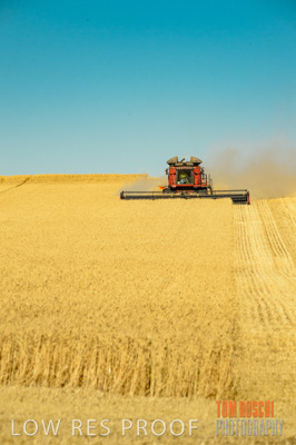 November 2013 / GRAIN_HARVEST_755