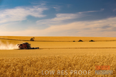 November 2013 / GRAIN_HARVEST_756