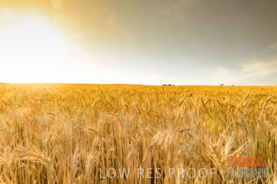 November 2013 / GRAIN_HARVEST_759