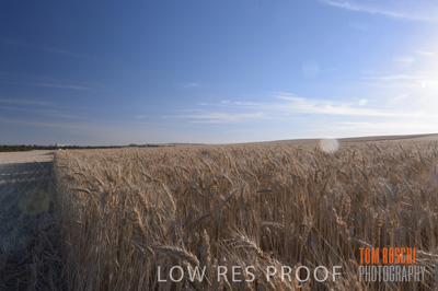 November 2013 / GRAIN_HARVEST_760