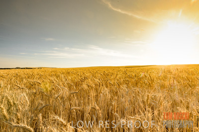 November 2013 / GRAIN_HARVEST_761