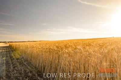 November 2013 / GRAIN_HARVEST_762