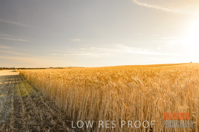 November 2013 / GRAIN_HARVEST_763