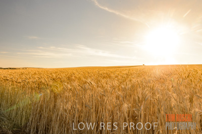 November 2013 / GRAIN_HARVEST_764