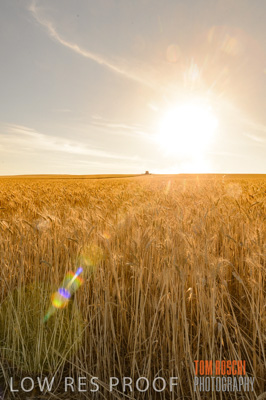 November 2013 / GRAIN_HARVEST_765