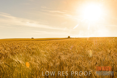 November 2013 / GRAIN_HARVEST_766