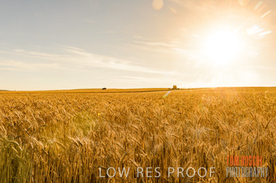 November 2013 / GRAIN_HARVEST_768