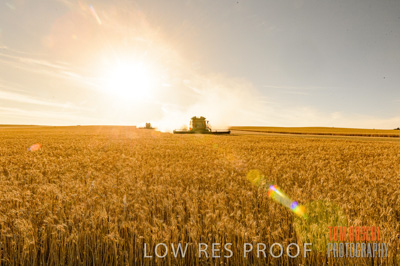 November 2013 / GRAIN_HARVEST_769