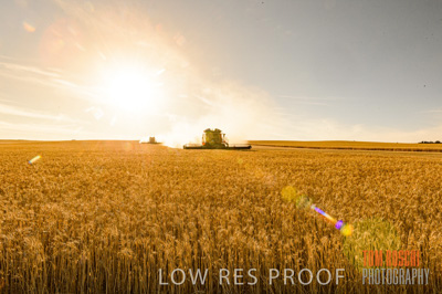 November 2013 / GRAIN_HARVEST_770