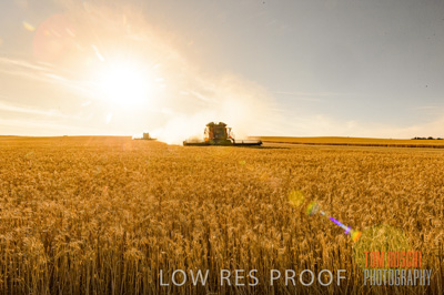 November 2013 / GRAIN_HARVEST_771